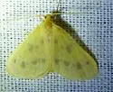 Eubaphe meridiana - Hodges#7441 - photo 3