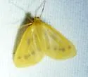 Eubaphe meridiana - Hodges#7441 - photo 4