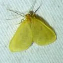 Eubaphe meridiana - Hodges#7441 - photo 5