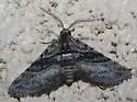 Eubarnesia ritaria - Hodges#6520 - Eubarnesia ritaria