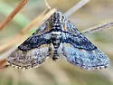 Eubarnesia ritaria - Hodges#6520 - photo 2