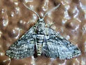 Eubarnesia ritaria - Hodges#6520 - photo 3