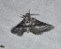 Eubarnesia ritaria - Hodges#6520 - photo 4