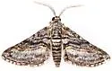 Eubarnesia ritaria - Hodges#6520 - photo 5