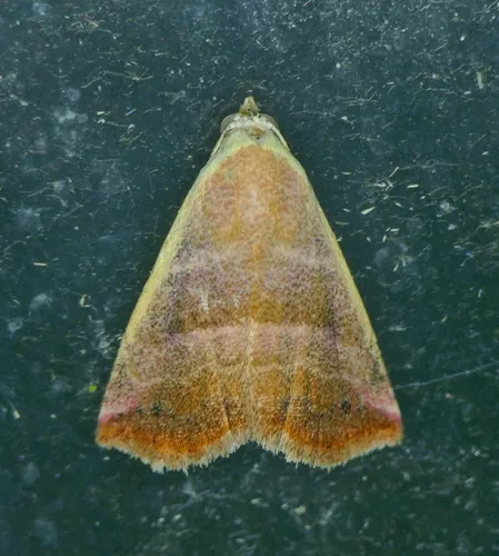 Eublemma cinnamomea - Hodges#9077