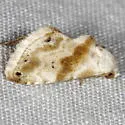 Everlasting Bud Moth - Hodges#9076