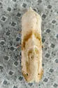 Everlasting Bud Moth - Hodges#9076 - photo 4
