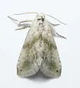 Everlasting Bud Moth - Hodges#9076 - photo 5