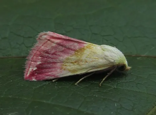 Beautiful Marbled