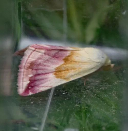 Beautiful Marbled - photo 2