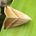 Eublemma recta - Hodges#9078