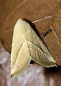Eublemma recta - Hodges#9078 - photo 3