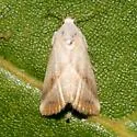 Eublemma recta - Hodges#9078 - photo 4