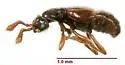 Euboarhexius perscitus - Euboarhexius perscitus