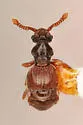 Euboarhexius perscitus - photo 2