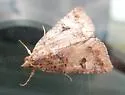 Eubolina Moth - Hodges#8720 - photo 2
