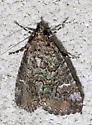 Eubolina Moth - Hodges#8720 - photo 3