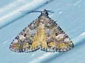 Eubolina Moth - Hodges#8720 - photo 4