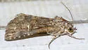 Eubolina Moth - Hodges#8720 - photo 5