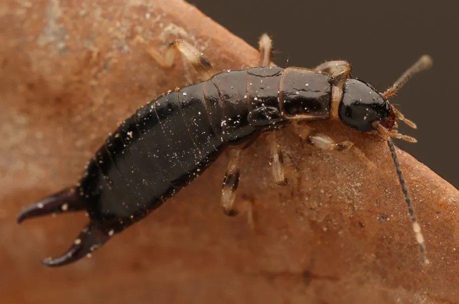 Euborellia annulata