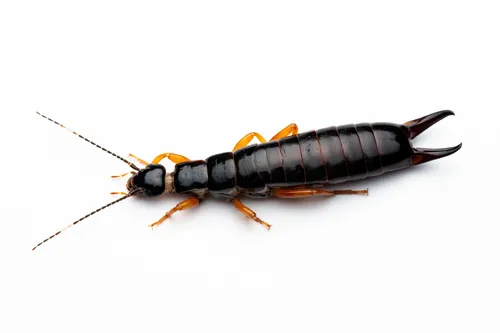 Euborellia arcanum - photo 3