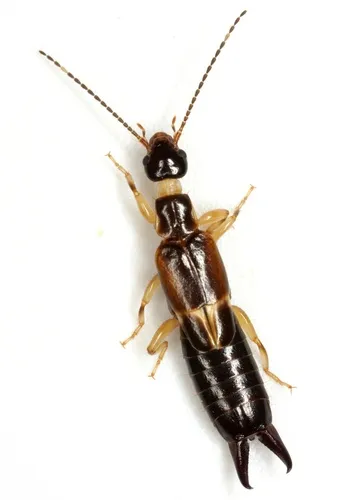 African Earwig - photo 2
