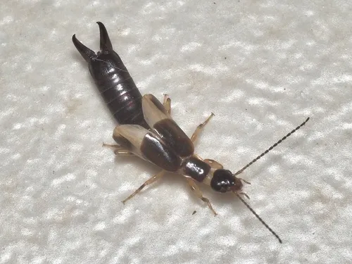 Euborellia femoralis