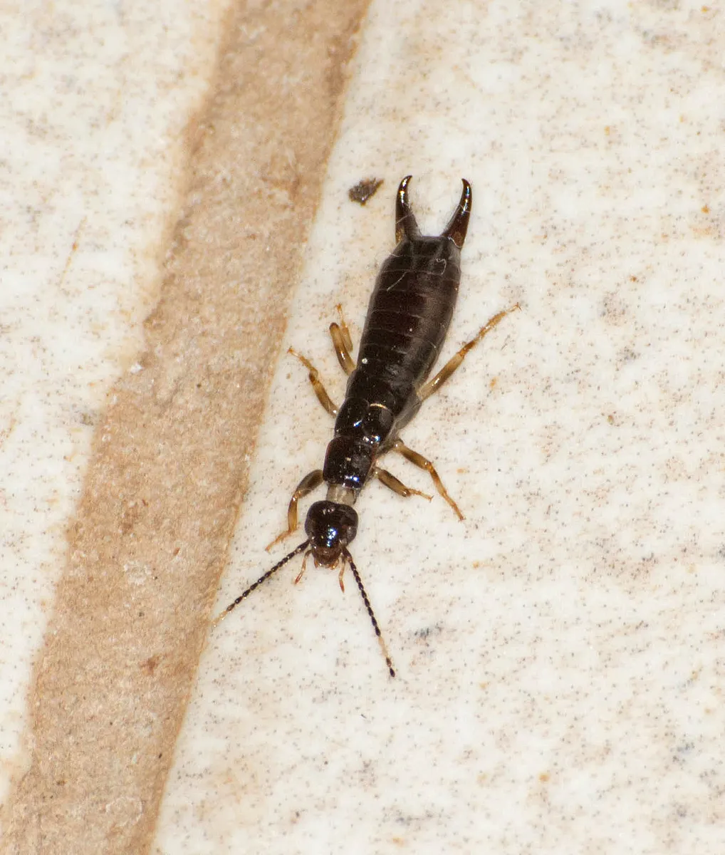Euborellia janeirensis