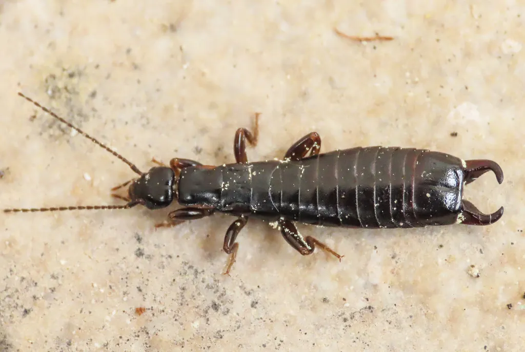 Euborellia moesta - photo 2