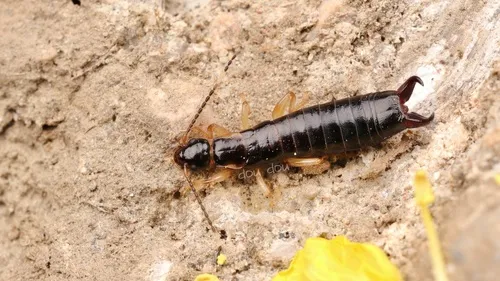 Euborellia plebeja