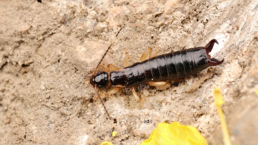Euborellia plebeja - photo 2