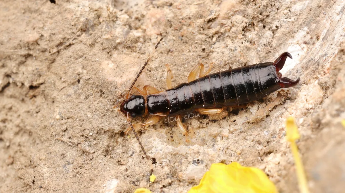 Euborellia plebeja - photo 3