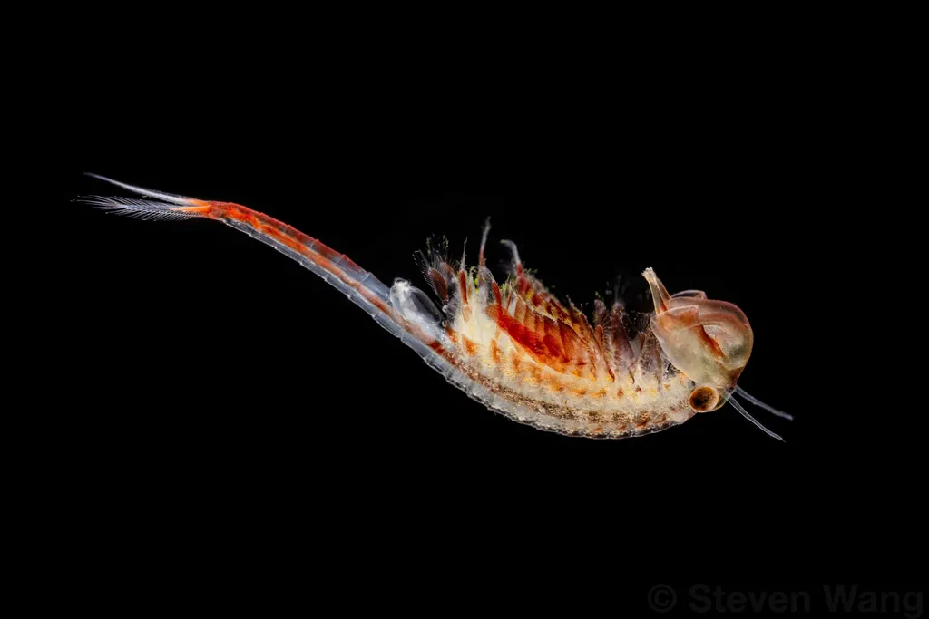 Knobbedlip Fairy Shrimp - photo 2