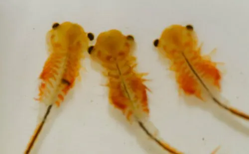 Knobbedlip Fairy Shrimp - photo 4