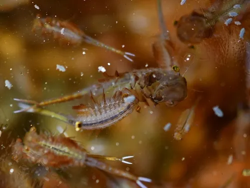 Knobbedlip Fairy Shrimp - photo 5