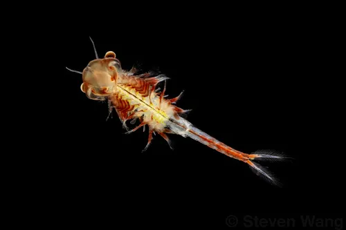 Knobbedlip Fairy Shrimp - photo 6