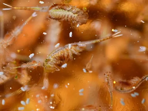 Knobbedlip Fairy Shrimp - photo 7