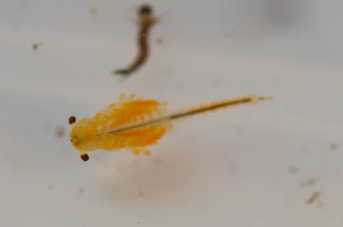 Knobbedlip Fairy Shrimp - photo 8