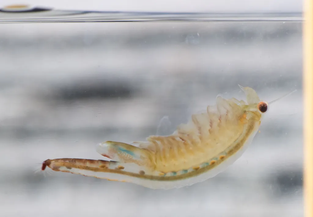 Oregon Fairy Shrimp - photo 2