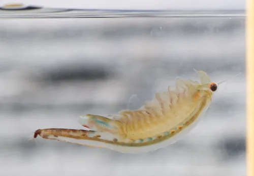 Oregon Fairy Shrimp - photo 3