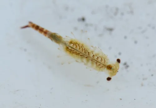 Oregon Fairy Shrimp - photo 4