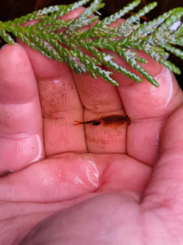 Oregon Fairy Shrimp - photo 5