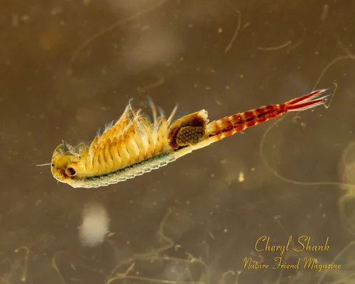 Ethologist Fairy Shrimp