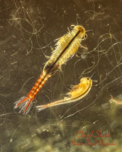 Ethologist Fairy Shrimp - photo 4