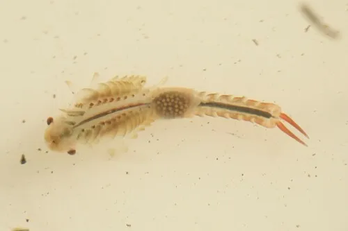 Ethologist Fairy Shrimp - photo 5