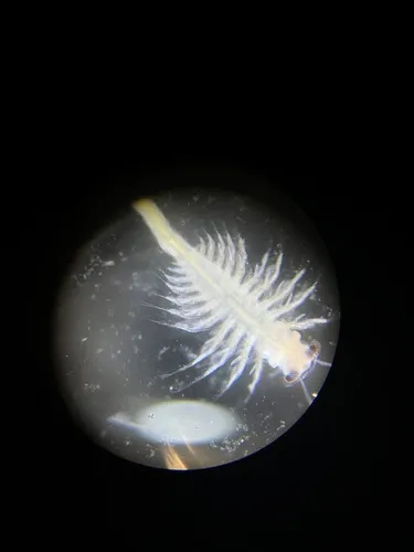 Ethologist Fairy Shrimp - photo 6