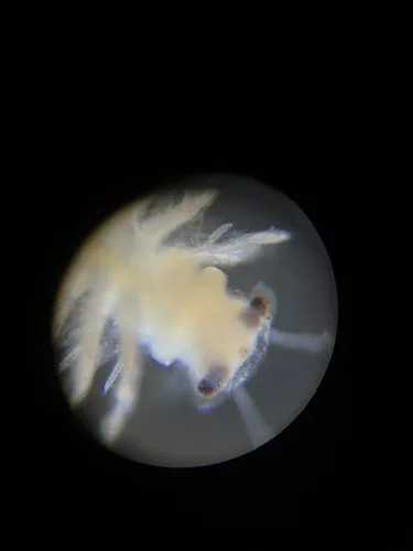 Ethologist Fairy Shrimp - photo 7