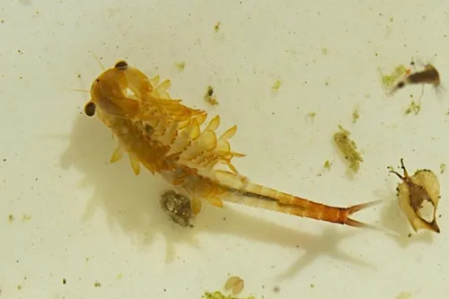Springtime Fairy Shrimp