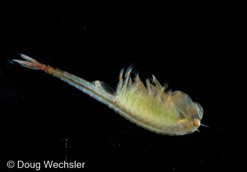 Springtime Fairy Shrimp - photo 4