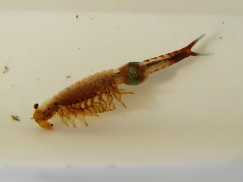 Springtime Fairy Shrimp - photo 5